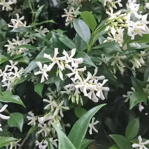 Trachelospermum jasminoides